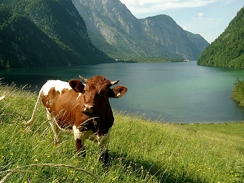 Kuh auf Weide in Salet